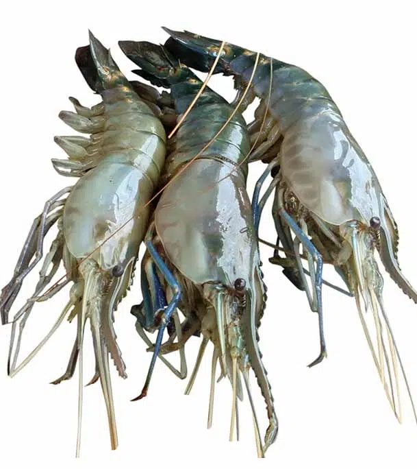 0040466_golda-prawn-